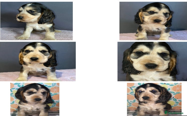Cocker Spaniel dogs - Advert 8