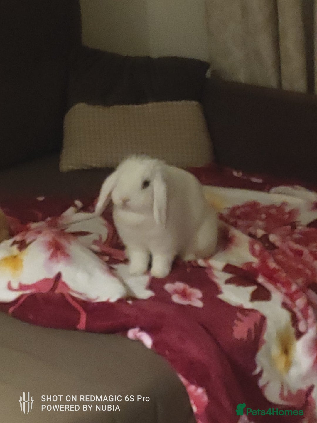 Dwarf Lop rabbits for sale: Looking for a New Home for Rosie (Spayed Rabbit) - Advert 7