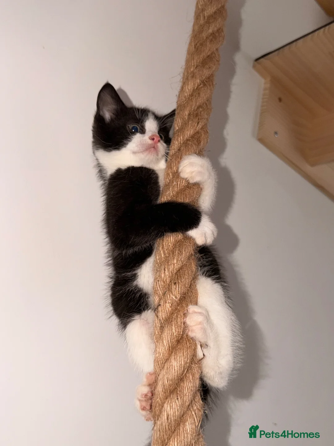 Mixed Breed cats for sale: 🐾 Bengal Cross Kittens – Ready Soon! 🐾 - Advert 37