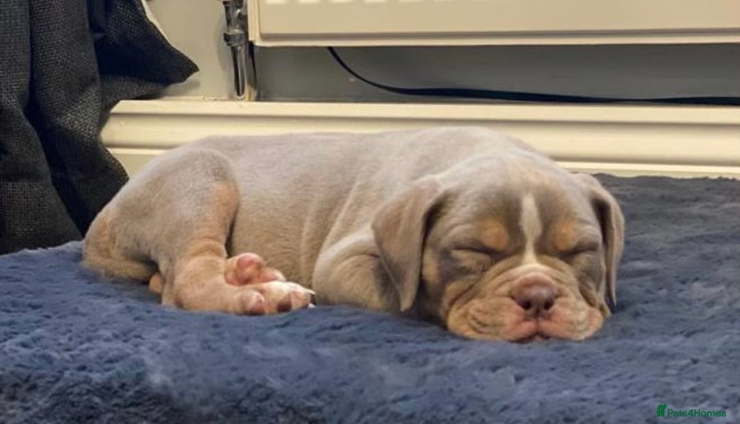 Olde English Bulldogge dogs for stud: 💥olde English bulldog stud💥 - Image 21