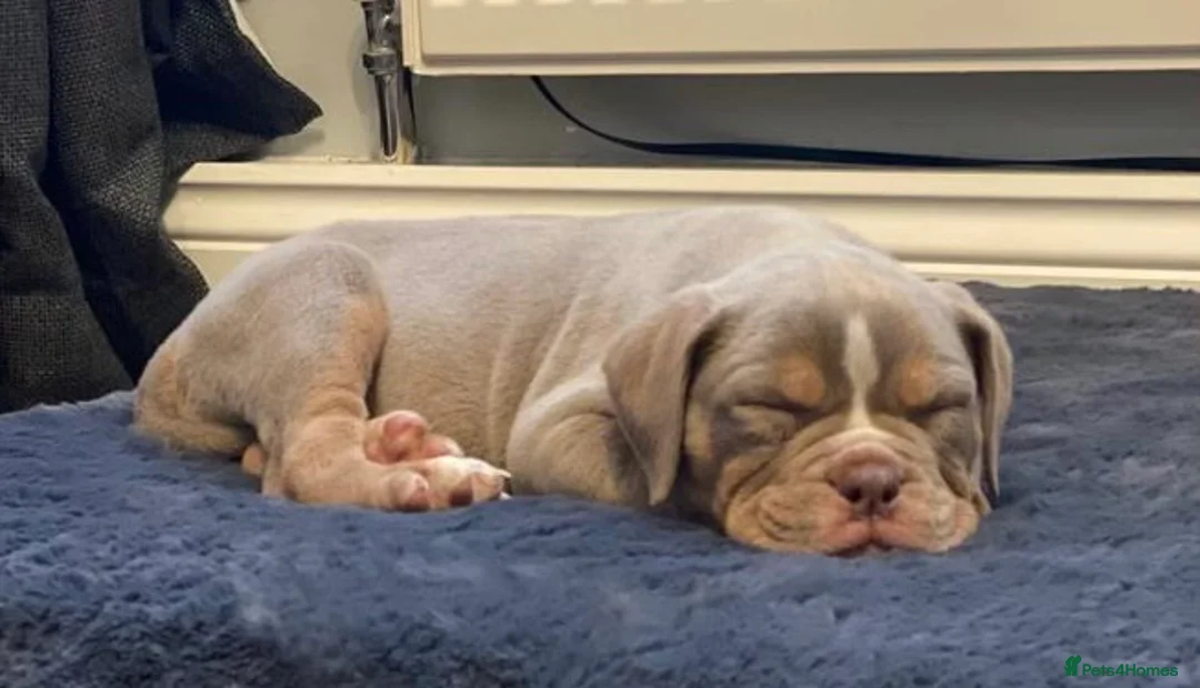 Olde English Bulldogge dogs for stud: 💥olde English bulldog stud💥 - Advert 21