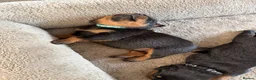 Rottweiler dogs for sale: 10 KC Registered Chunky Rottweiler Pups for Sale - Advert 8