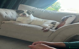 American Bulldog dogs for sale: Female American bulldog  - Image 1