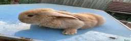 French Lop rabbits for sale: French Lop Bunnies in London - Advert 12