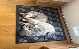 Bengal cats for sale: Beautiful Bengal kittens  in Cambridge - Image 8