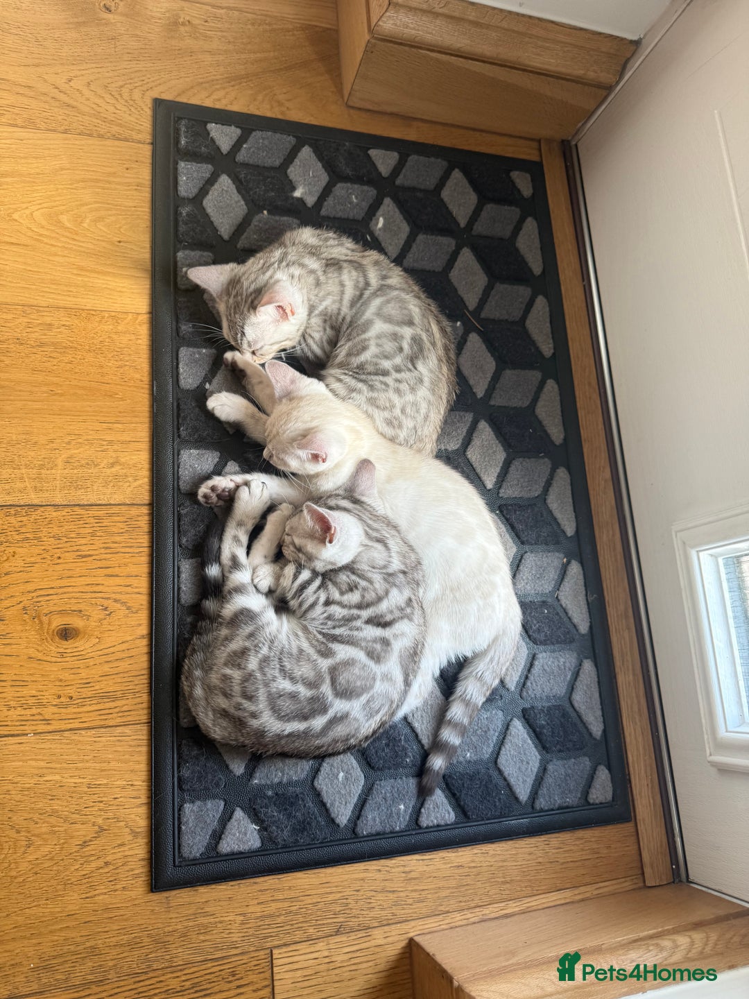 Bengal cats for sale: Beautiful Bengal kittens  in Cambridge - Image 8