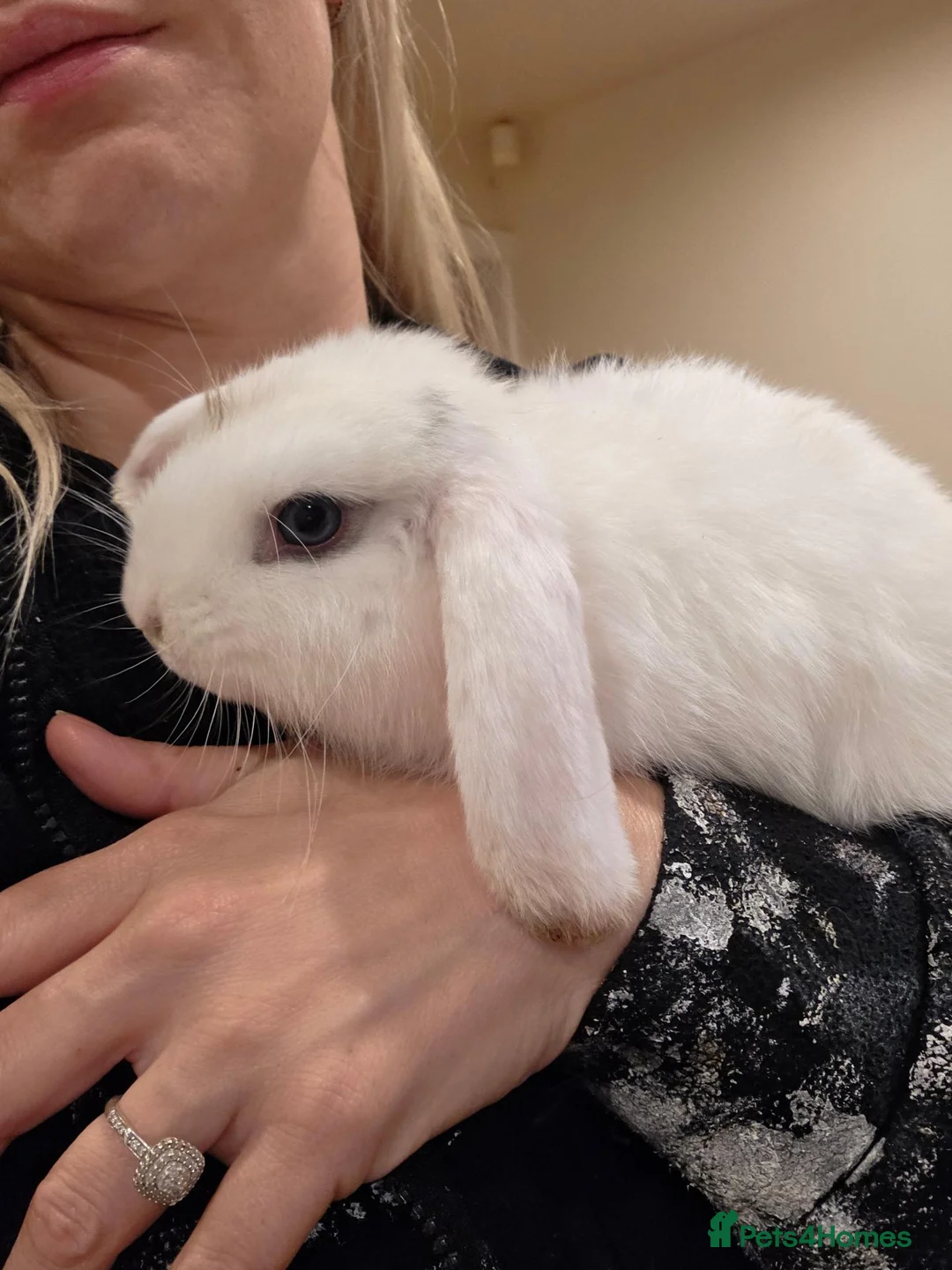 French Lop rabbits for sale: Beauitful blue french lop / white mini lop  in Cleckheaton - Advert 13