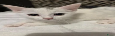 3 dot