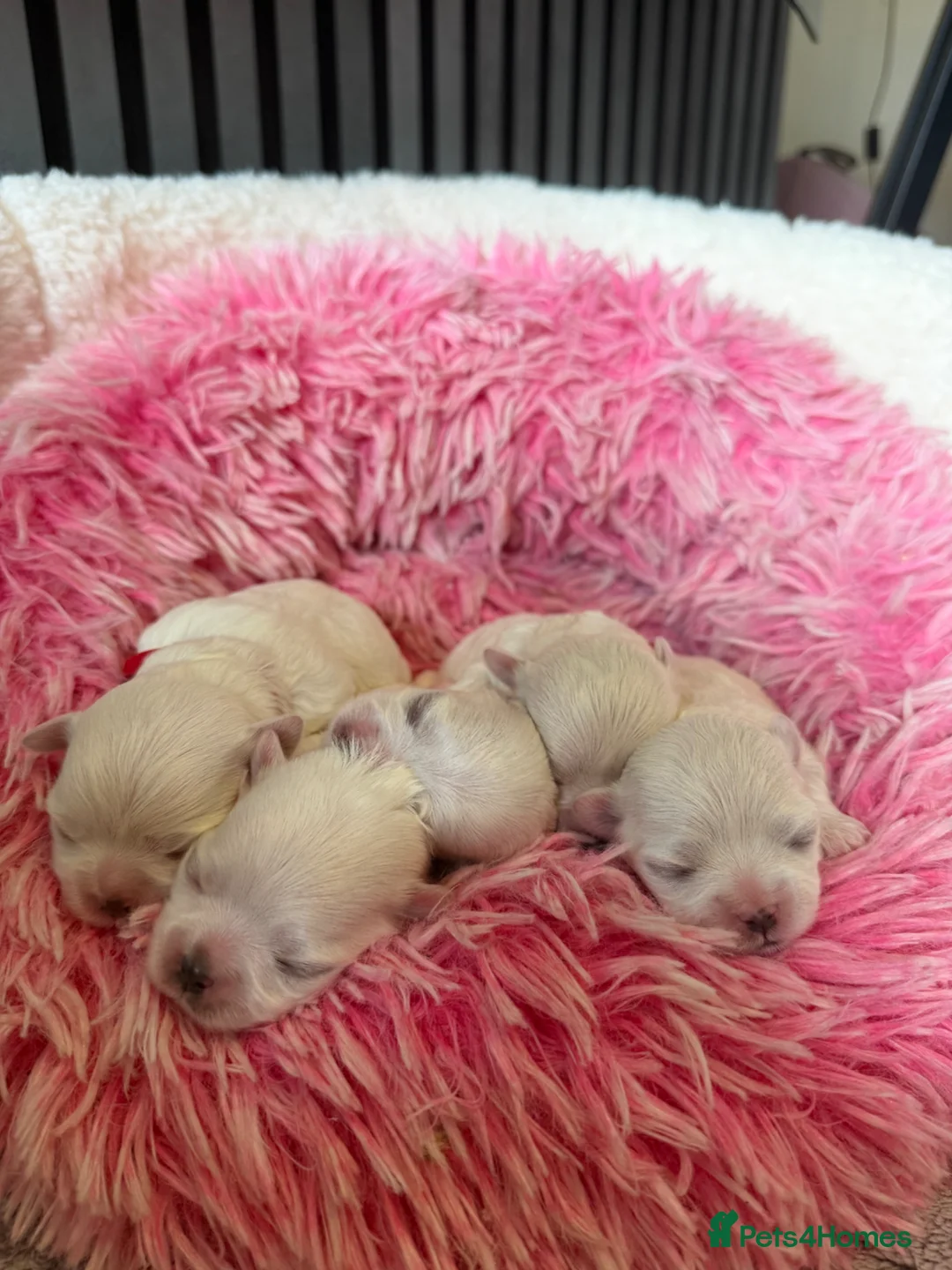 Maltese dogs for sale: Beautiful Korean Maltese puppies 🩷🩵 - Advert 2