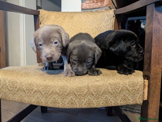 Labrador Retriever dogs Stunning Labrador Puppies from DNA Clear, 0/0 Mum - Advert 6