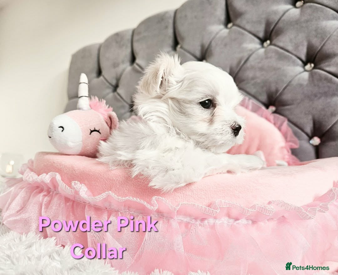 Maltese dogs for sale: 4 Exceptional Maltese Girl Puppies**KC REGISTER** - Advert 14