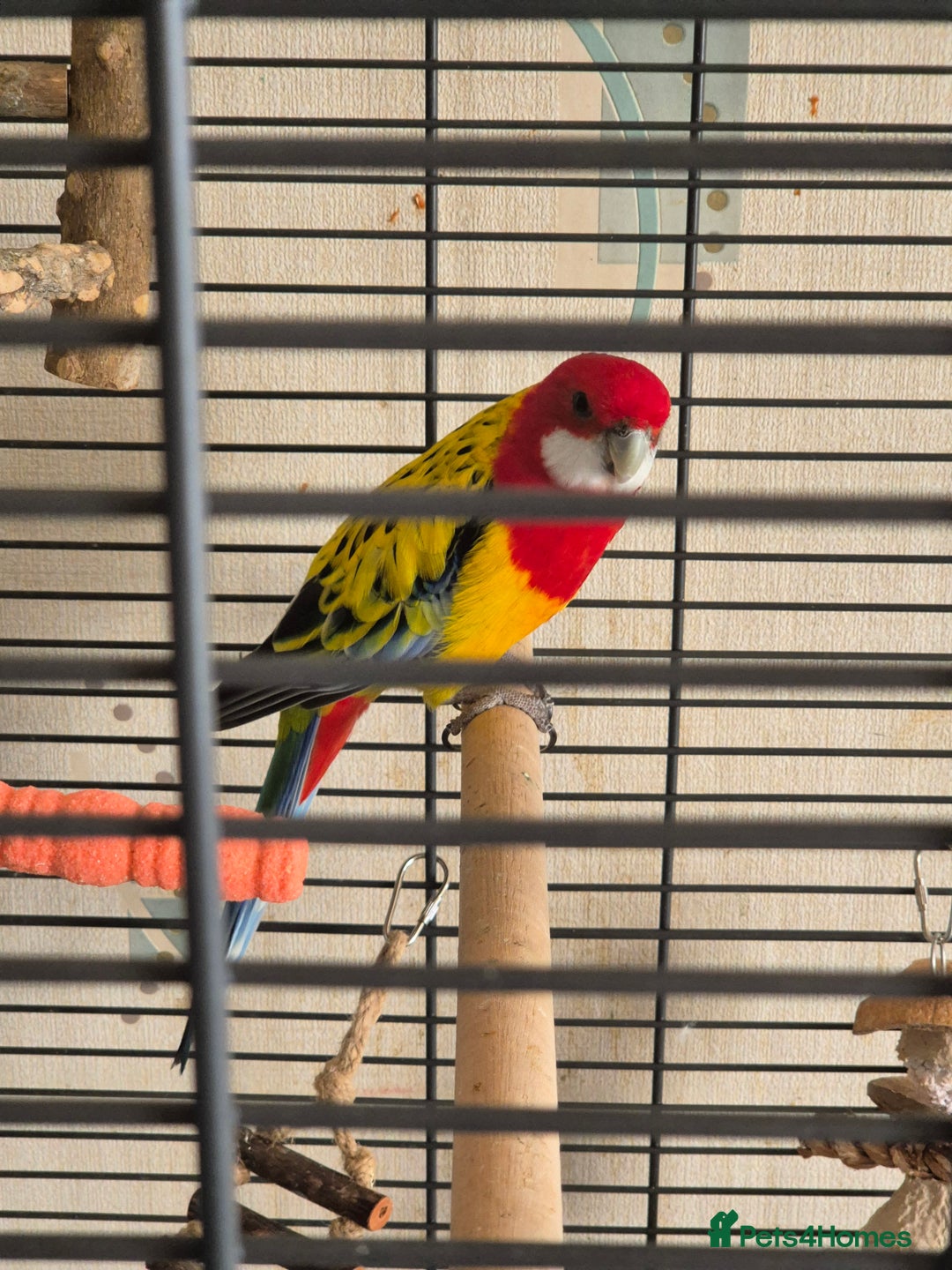 Parrots birds for sale: Pet Rosella  - Advert 1