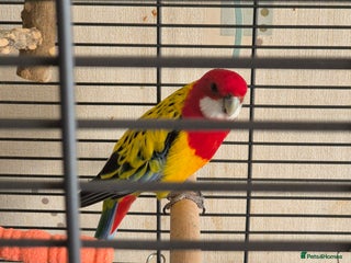 Parrots birds Pet Rosella - Advert 4