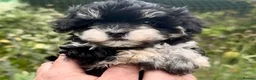 Maltipoo dogs for sale: Maltipoo Puppies  - Advert 15