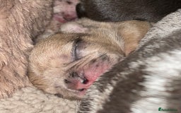 French Bulldog dogs for sale: French Bulldog - Image 7