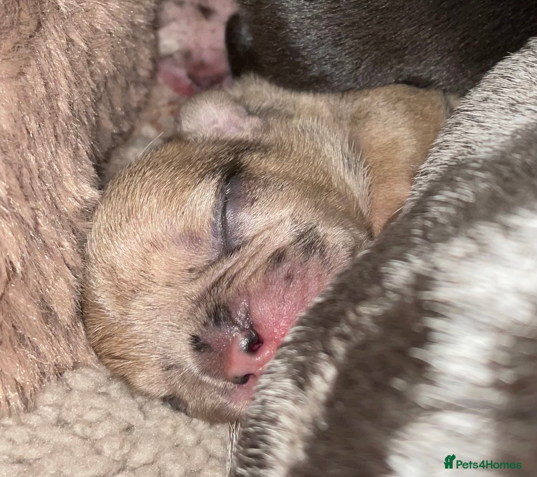 French Bulldog dogs for sale: French Bulldog - Image 7