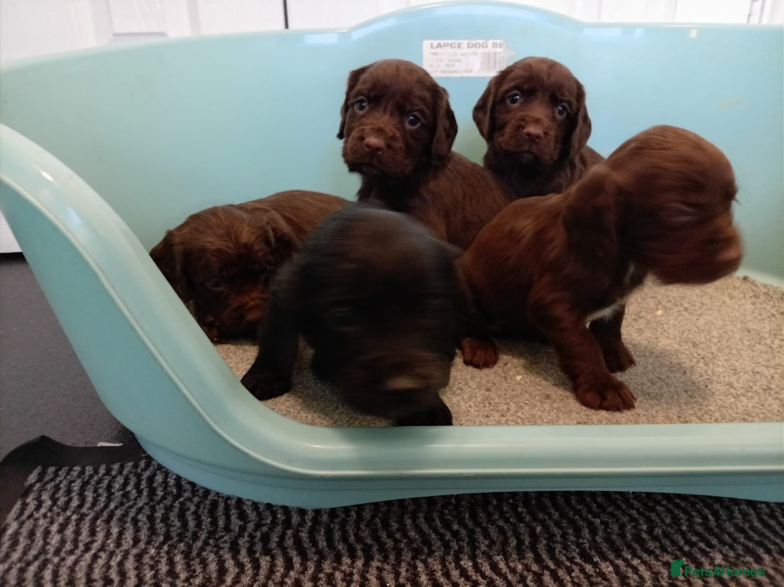 Cocker Spaniel dogs DNA tested cocker spaniels - Advert 5