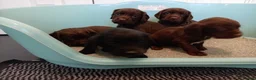 Cocker Spaniel dogs for sale: DNA tested cocker spaniels - Advert 6