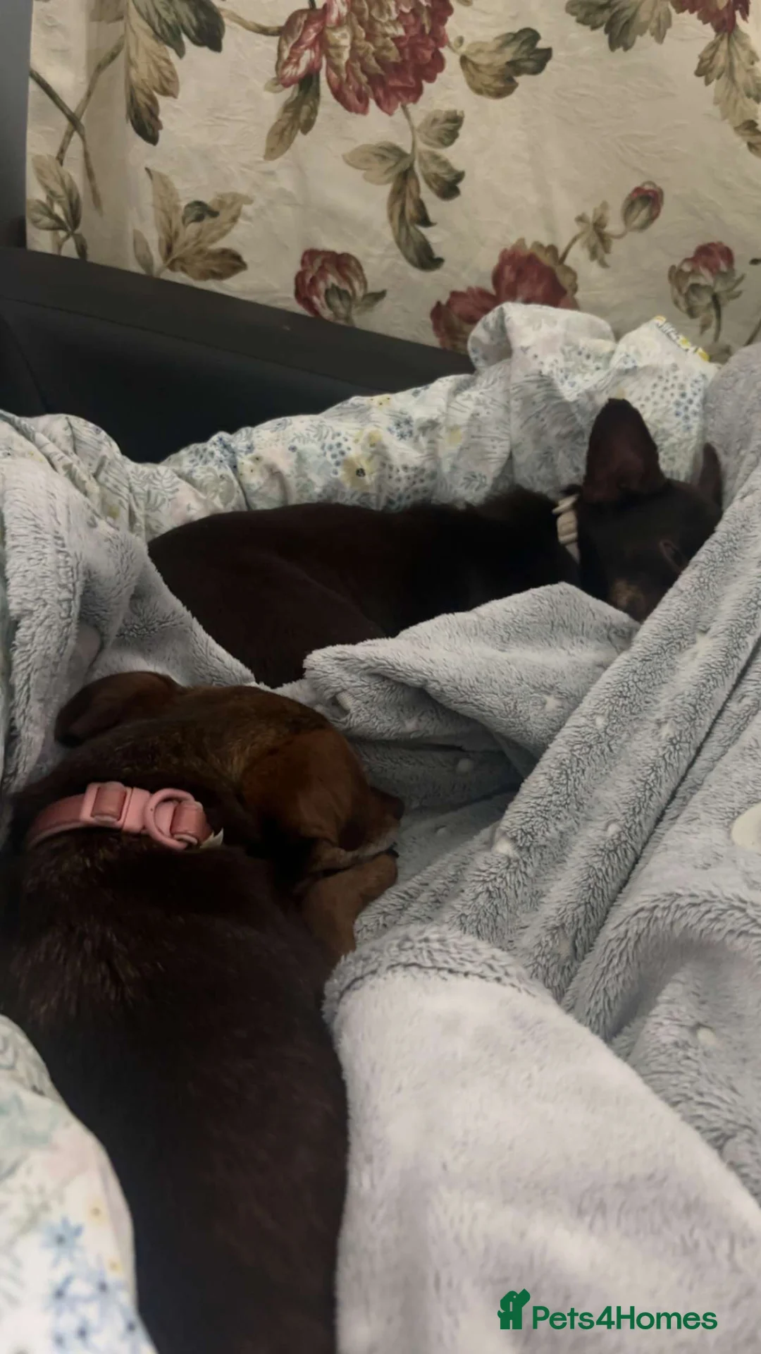 Chiweenie dogs for sale: Two female dogs in Birmingham - Advert 6