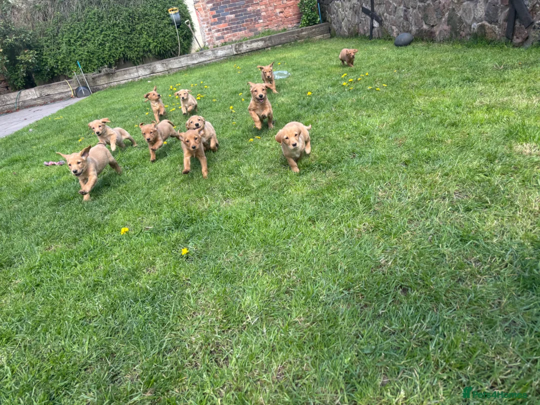 Goldador dogs for sale: ⭐️F1 Goldadors Puppies⭐️ - Advert 2