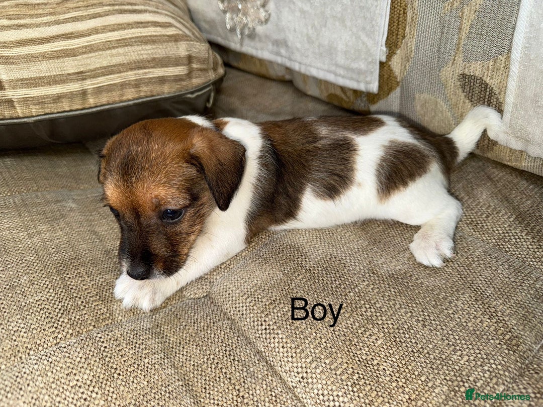 Jack Russell dogs for sale: Traditional jack russel pups tri coloured  - Image 8