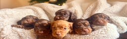 Cocker Spaniel dogs for sale: 8 health checked true quality working cocker pups - Advert 8
