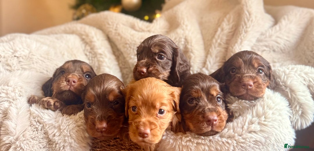 Cocker Spaniel dogs for sale: 8 health checked true quality working cocker pups - Advert 8