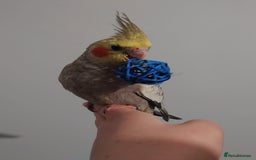 Cockatiels birds for sale: Hand reared silly tame DNA sexed baby cockatiels  - Image 25