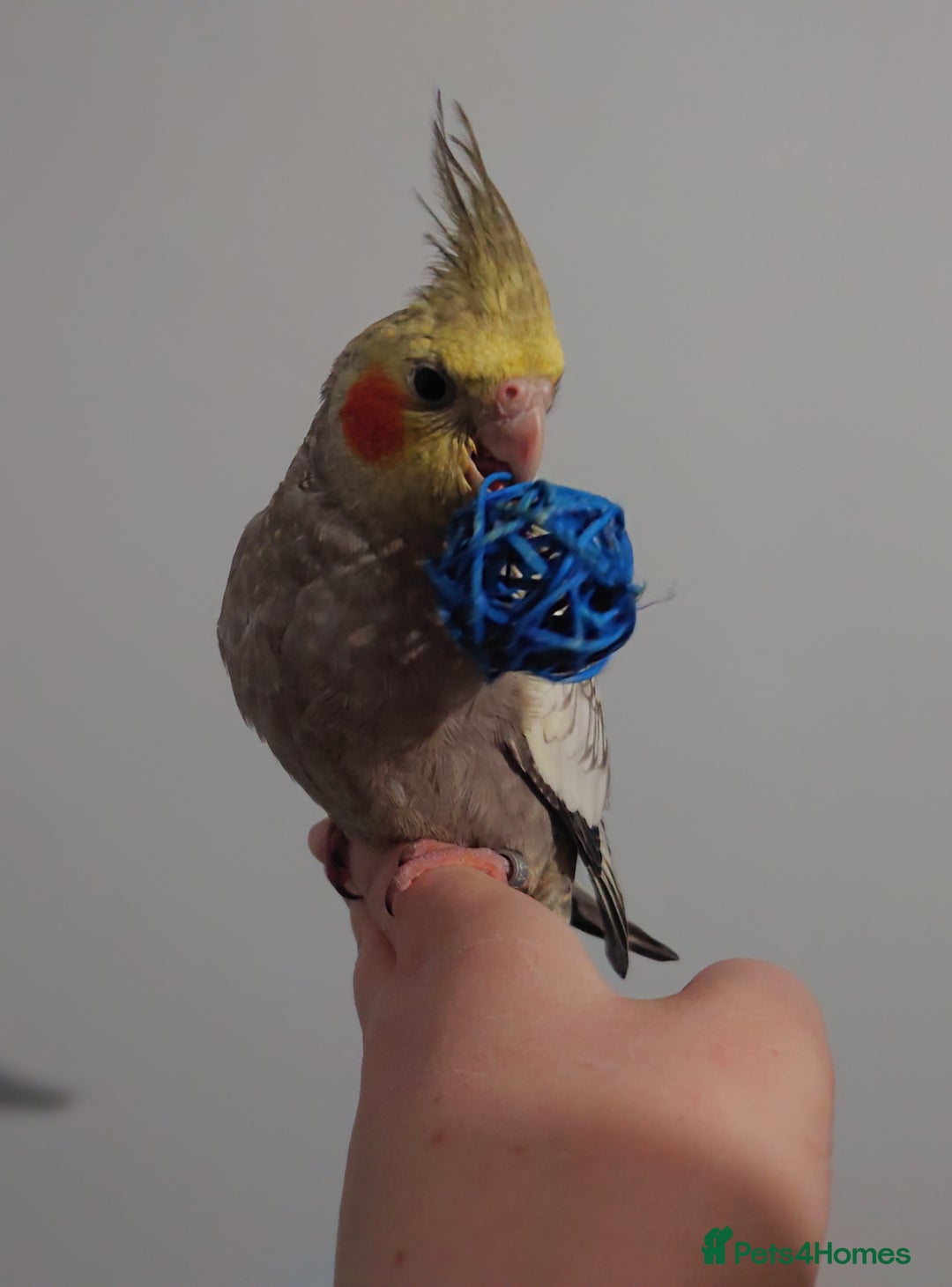 Cockatiels birds for sale: Hand reared silly tame DNA sexed baby cockatiels  - Image 25