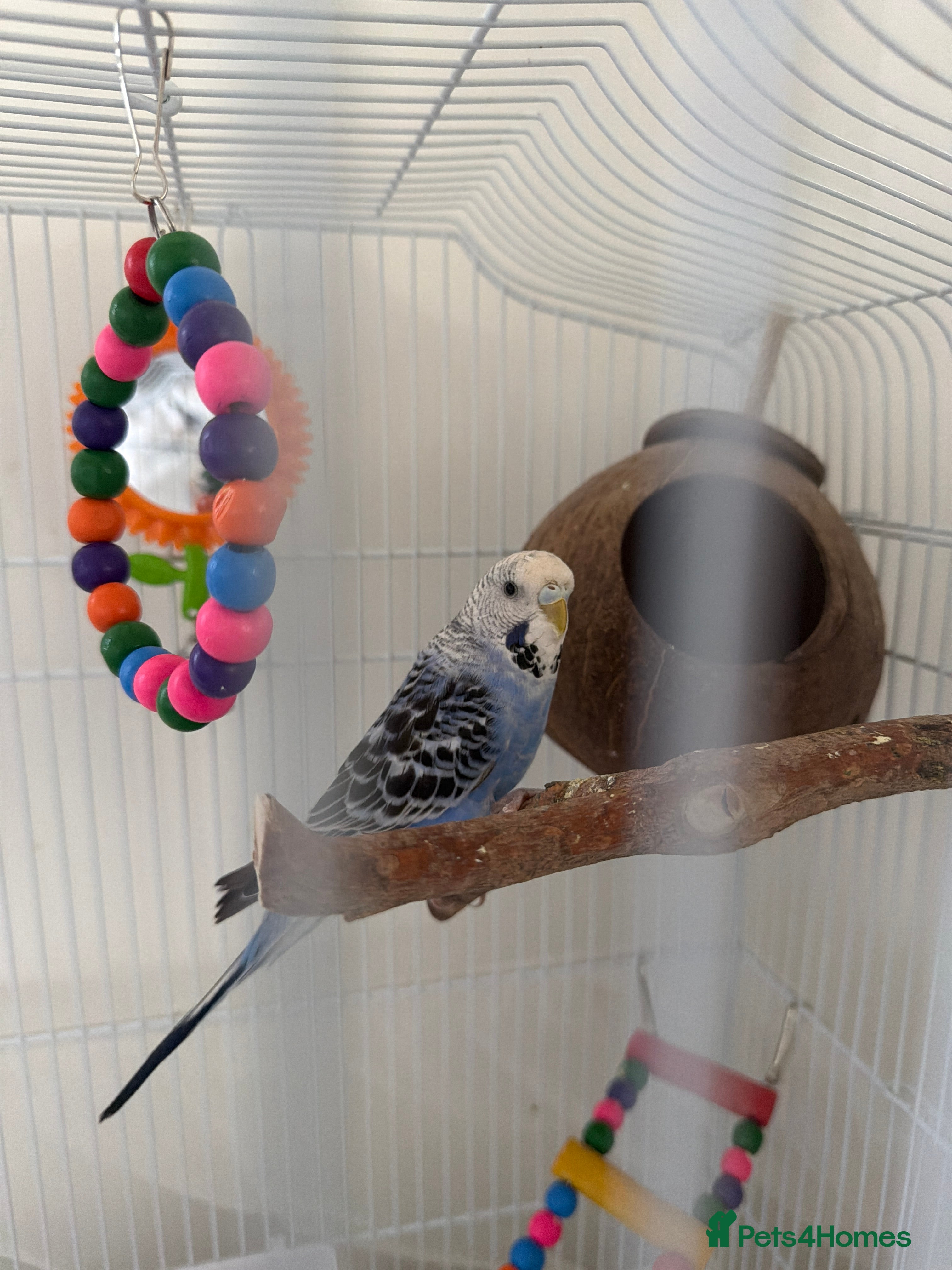 Budgerigars birds Blue budgie and cage for sale in Newport - Advert 12