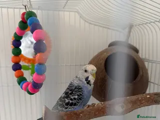 Budgerigars birds Blue budgie and cage for sale in Newport - Advert 12