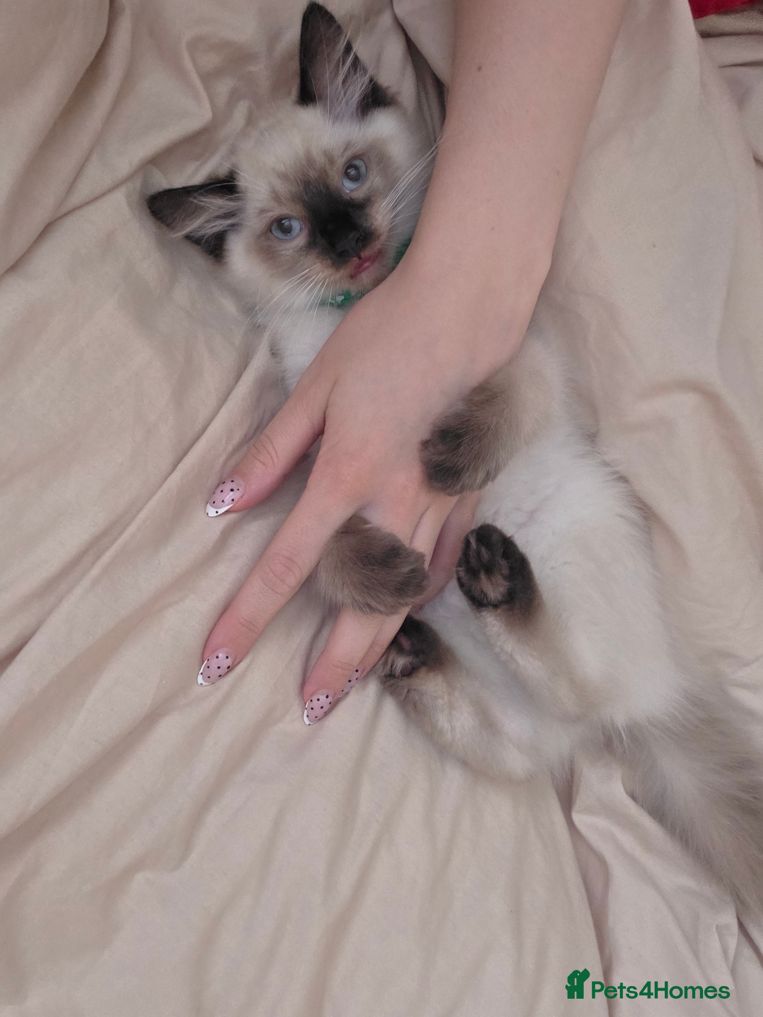 Ragdoll cats Ragdoll Kittens  - Advert 13