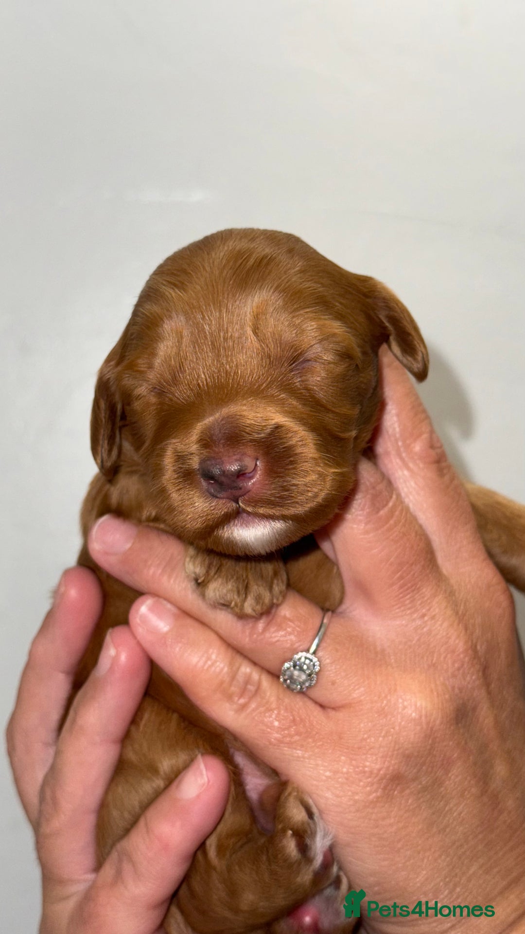 Australian Labradoodle dogs for sale: Stunning Labradoodle puppies - Advert 16