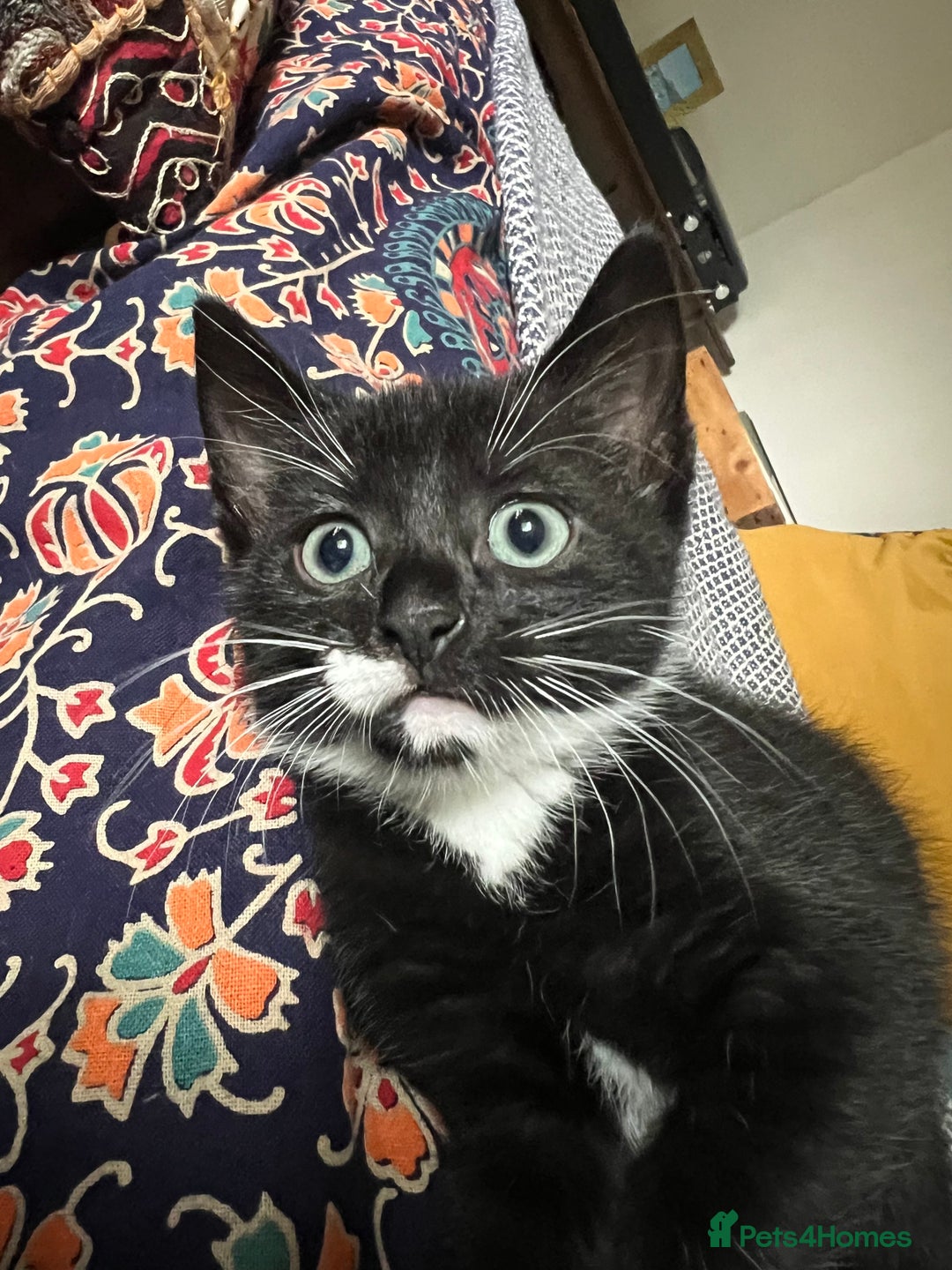 American Shorthair cats for sale: 1 little bean left from a litter of 5 - Image 5