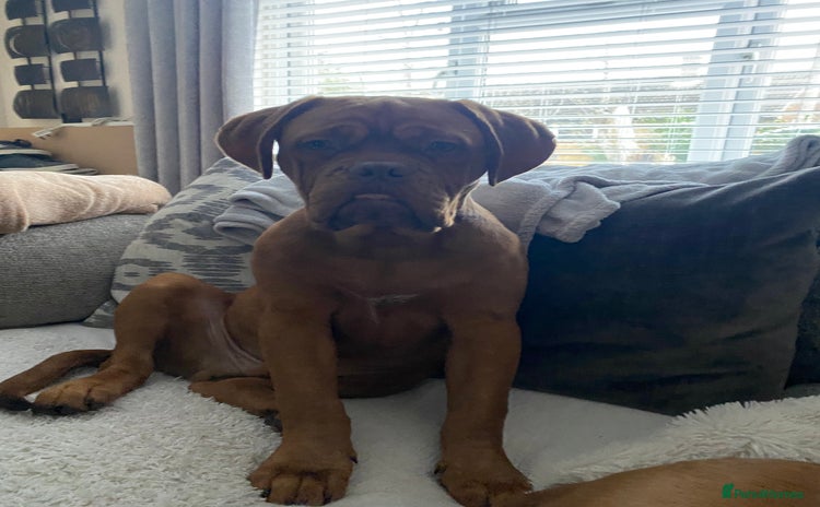 Dogue De Bordeaux dogs Male dogue de bordeaux puppy  - Advert 3
