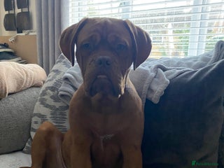 Dogue De Bordeaux dogs Male dogue de bordeaux puppy - Advert 3