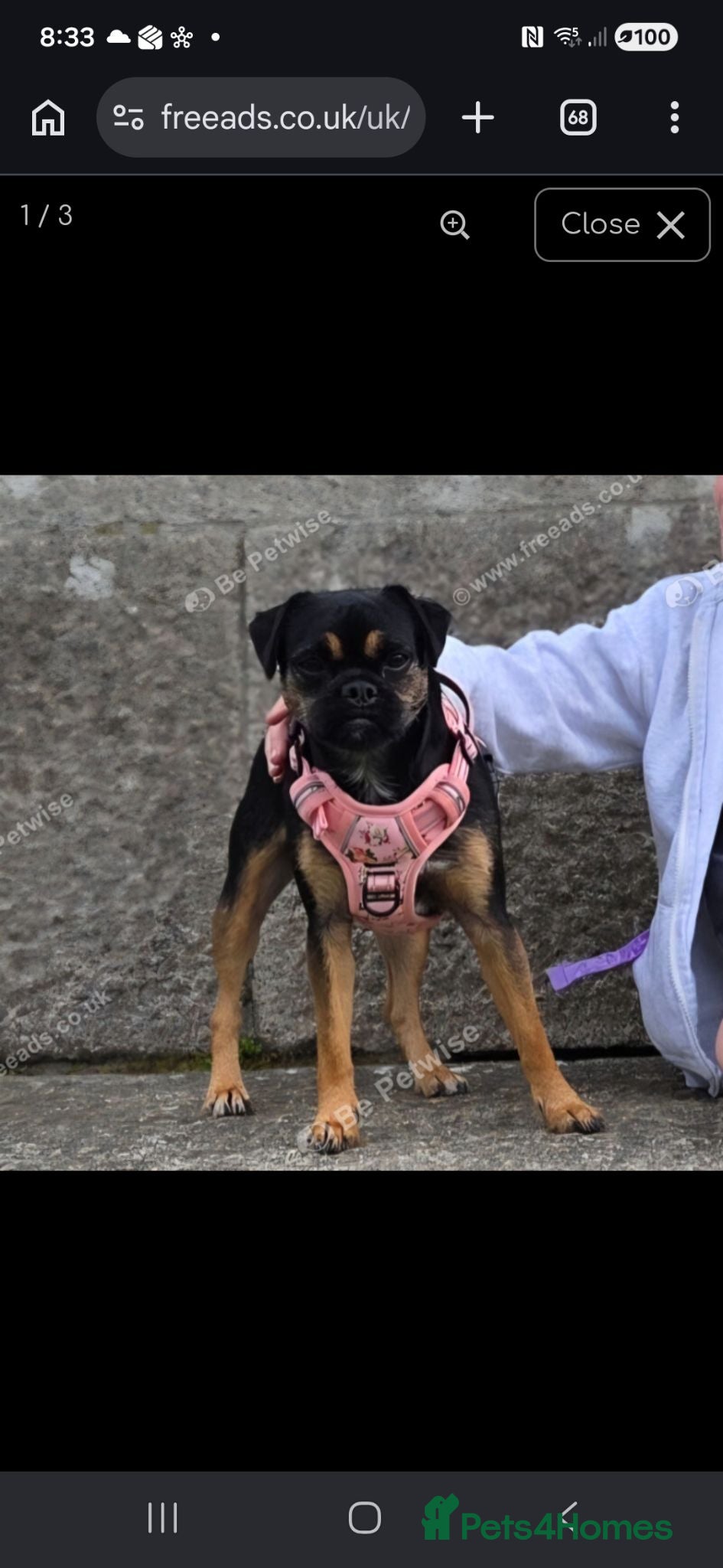 Jug dogs Beautiful 3 Year Old Female Jug  - Advert 6