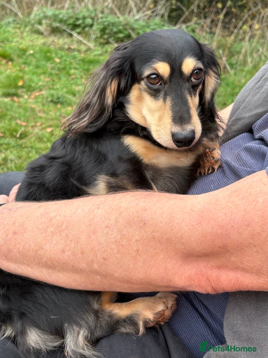Miniature Dachshund dogs for sale: Stunning litter of Mini Long Haired Dachshunds - Advert 11