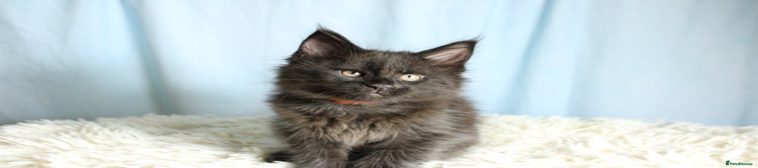 Orange collar 