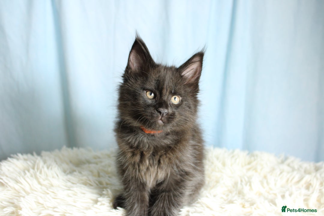 Maine Coon cats for sale: 🔥Stunning Maine Coon kittens🔥 - Image 18