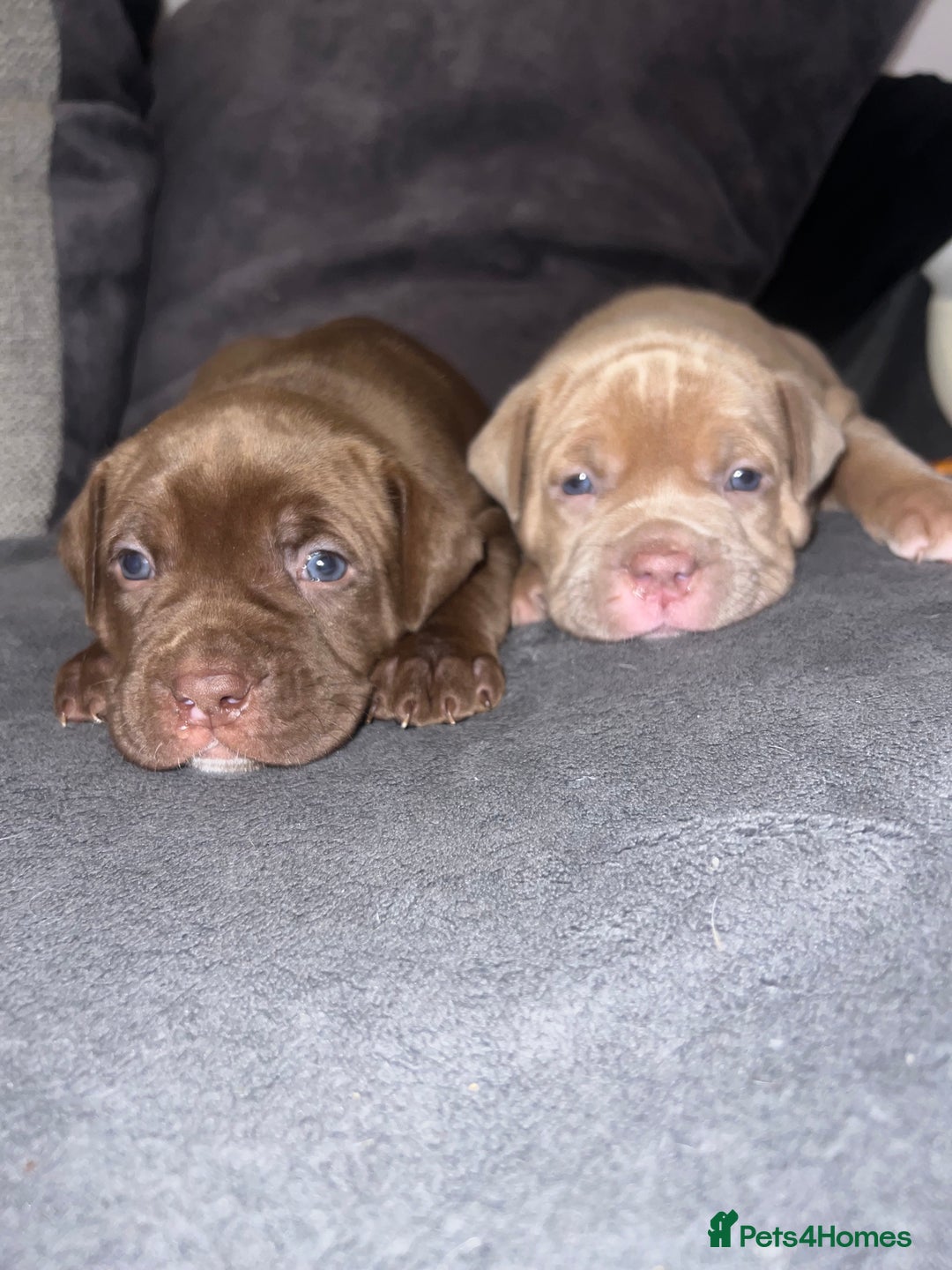 Mixed Breed dogs for sale: Pocket bully X Presa canario puppies - Image 2