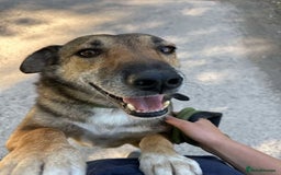 Mixed Breed dogs for adoption: Meet Faith, currently residing in Cheshire  in Nantwich - Image 11
