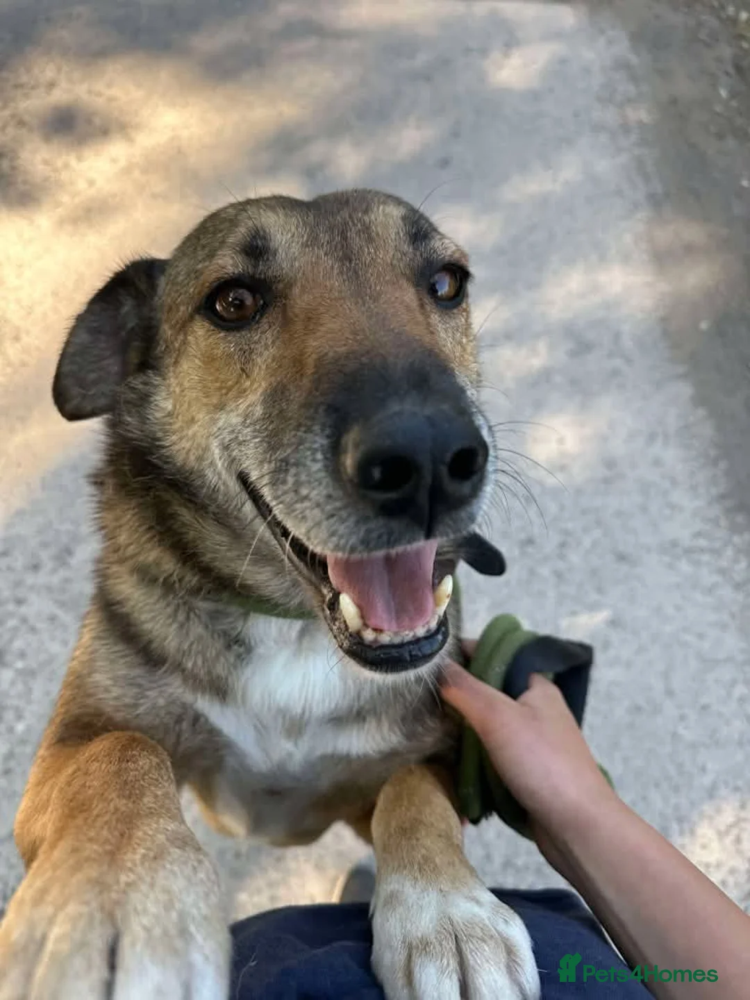 Mixed Breed dogs for adoption: Meet Faith, currently residing in Cheshire  in Nantwich - Advert 11