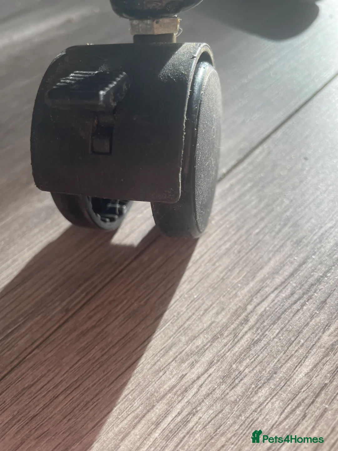 Canaries birds for sale: Canaries as a pair for sale - Advert 15