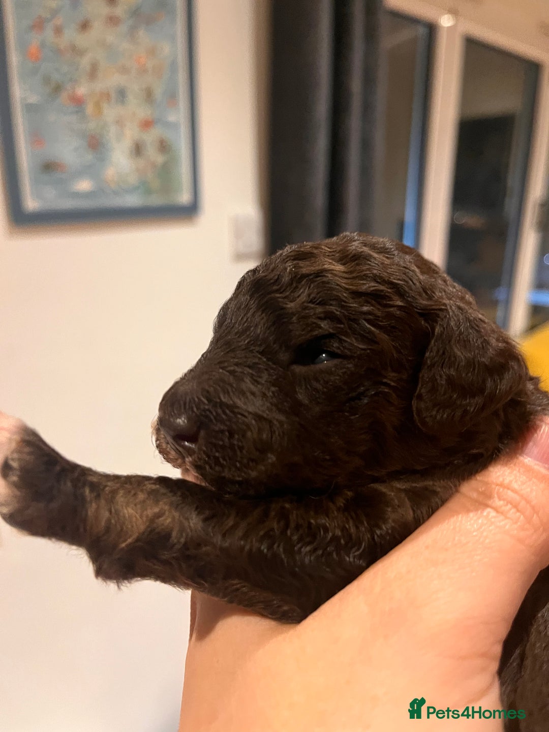 Australian Labradoodle dogs for sale: Home raised, DNA tested, Australian Labradoodles - Image 27