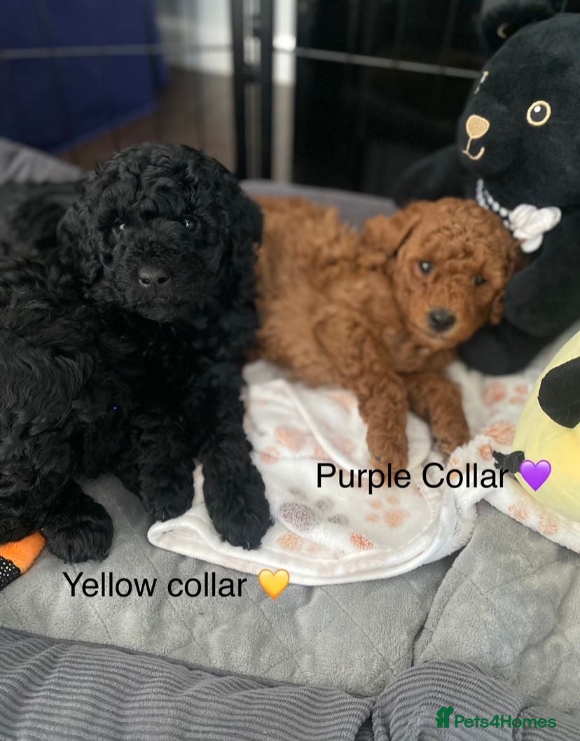Miniature Poodle dogs KC Reg Miniature Poodles - Advert 2