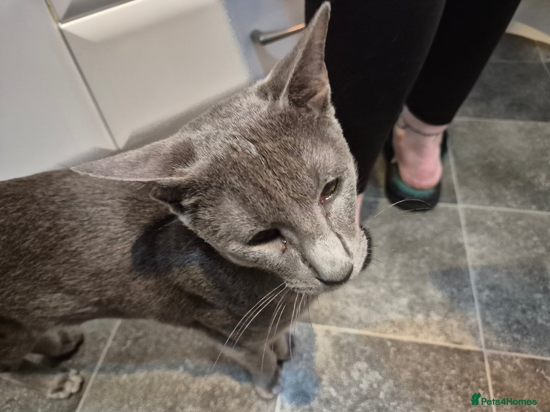 Oriental cats for sale: Beautiful blue/gray oriental kittens - Advert 12