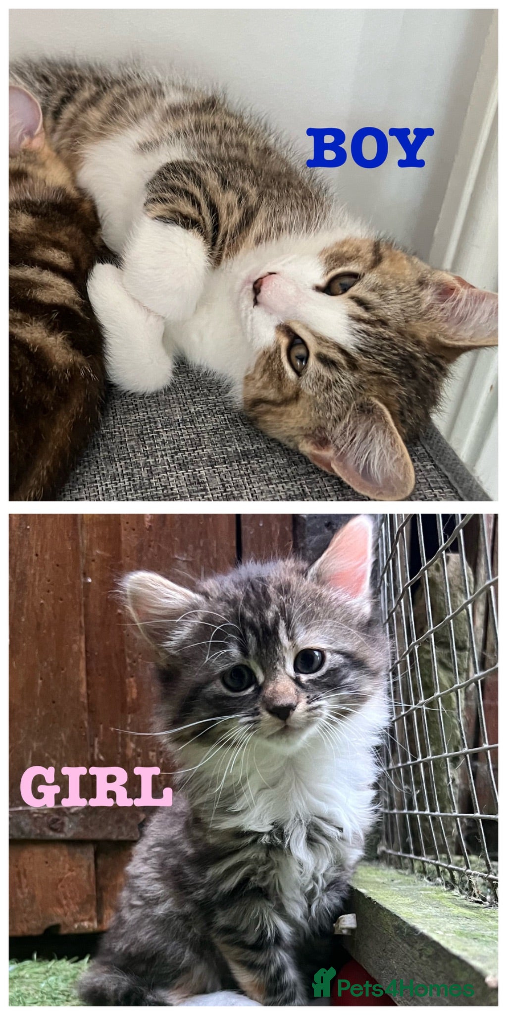 Mixed Breed cats 2 Left - Mixed Breed Pedigree Cross Kittens M/F - Advert 1