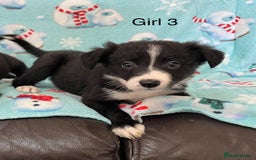 Border Collie dogs for sale: PEDIGREE ISDS & KC BORDER COLLIE PUPS - Image 10