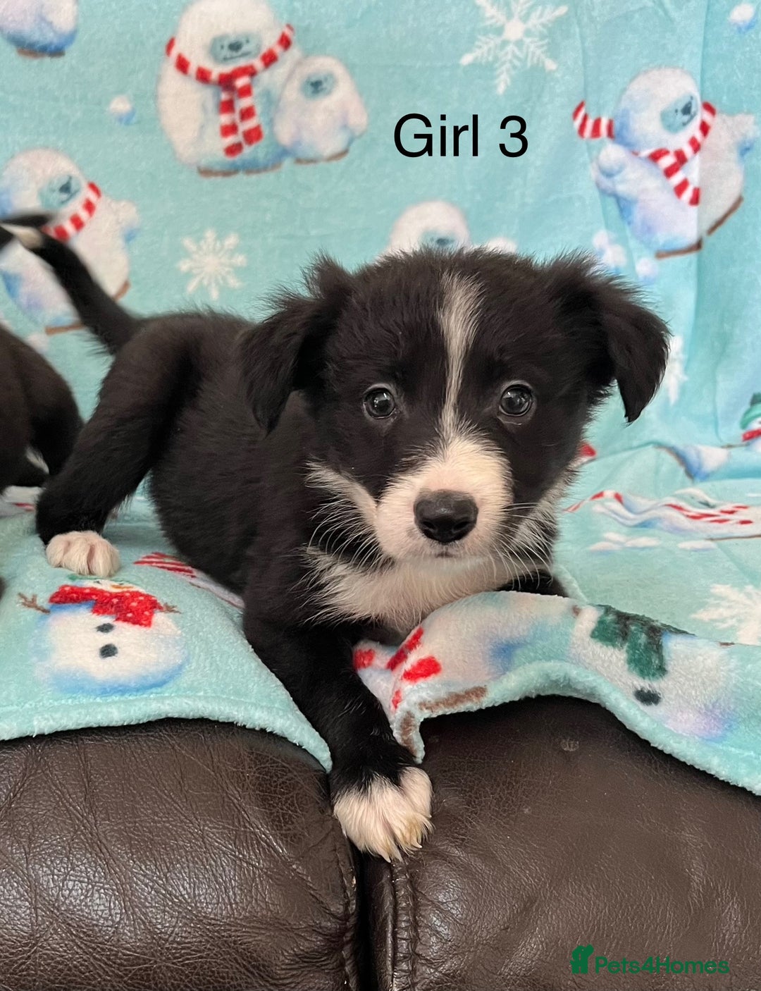 Border Collie dogs for sale: PEDIGREE ISDS & KC BORDER COLLIE PUPS - Image 10